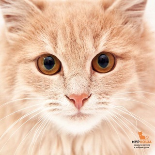 Приют «Муркоша»