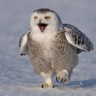 СОВА СКАЗАЛА