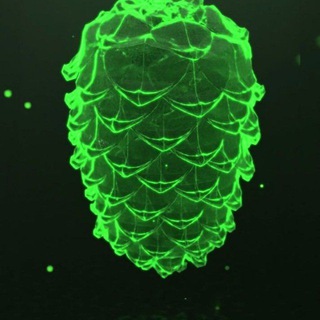 Шишкин лес live⚡️⚡️⚡️