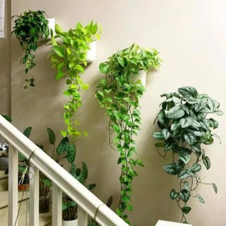 Мой цветник | Комнатные растения и цветы