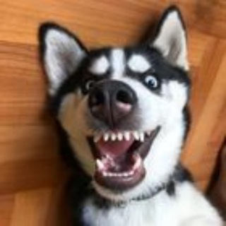 ВИДЕО ПРИКОЛЫ С ЖИВОТНЫМИ