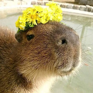 Утренняя капибара