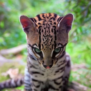 Познавательная Планета - Наука и Факты