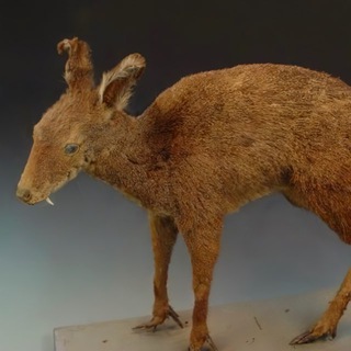 мускусный москвич