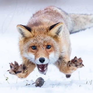 Угольный #ДаджальПетух