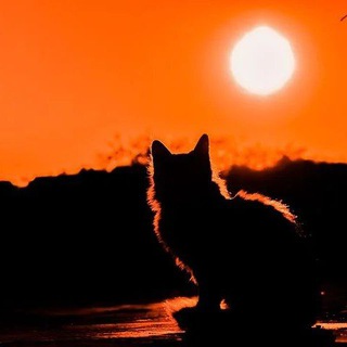 Новый Мировой Бардак