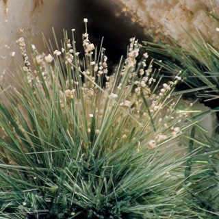 Kola Nature and Minerals / Природа и минералы Кольского полуострова)