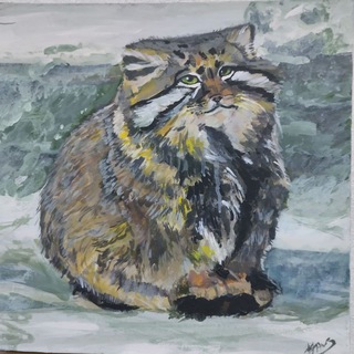 Манулы. Просто манулы.