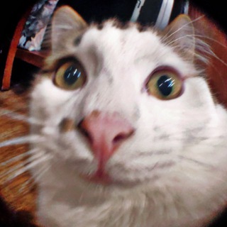 ЖМУРА | КОТ СЕРЁЖКА