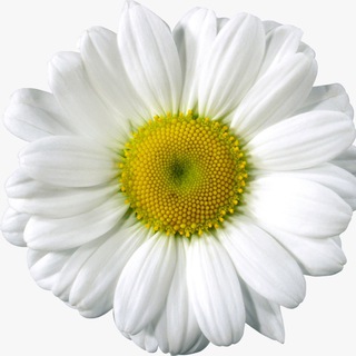 Садовый Дворик 🏡