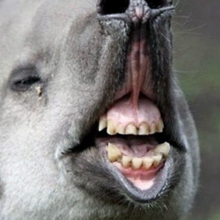 ОМЕРЗИЛИЩЕ