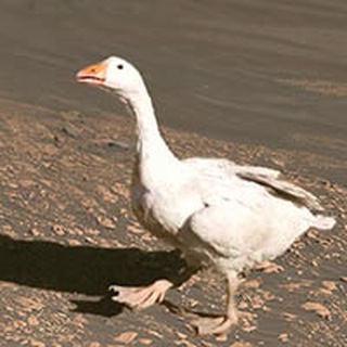 Центральное Болото