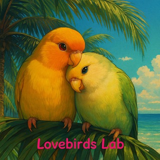 Lovebirds Lab Попугаи