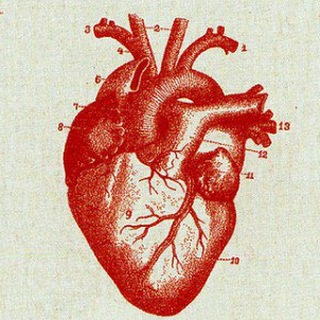 Анатомия и физиология человека