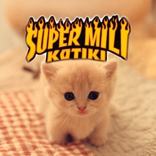 супер мили котики