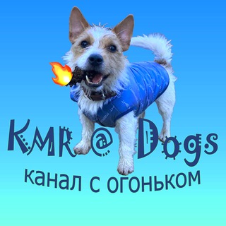 KMR@Dogs-смешные животные, кошки, собаки, обезьяны.