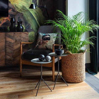 rasteniya_v_interiere