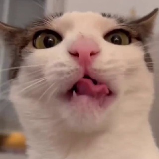 Максим и котики