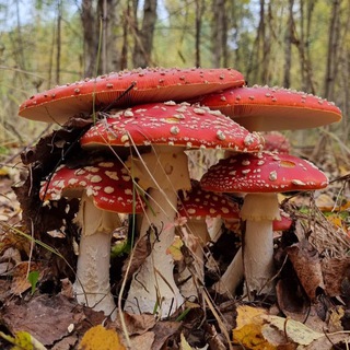 Совиный Дол