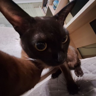 Канал Инк Кинга