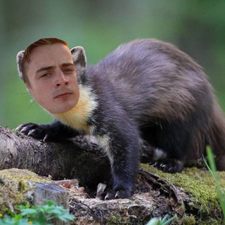 Куница – это зверёк🦦