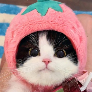 Мемы с котами