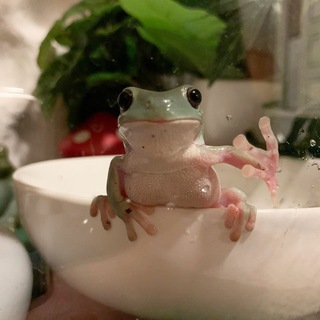 лягушки и жабы 🐸