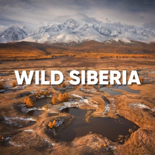 WILD RUSSIANS | СИБИРЬ