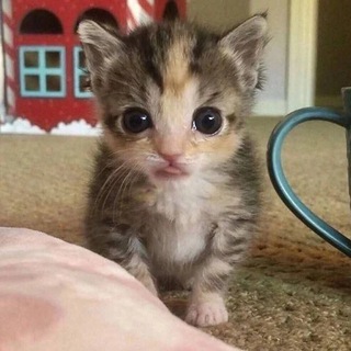 Добрые мемы