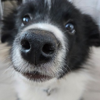 Песель Ларри || Бордер колли