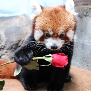 БытьРомантикомАхуено #БРА