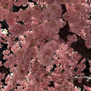 Звезды от Тимохи