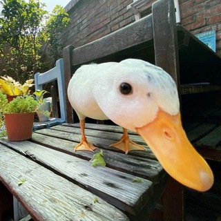 Опрос от Гуся