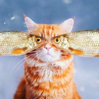 Дайте рыбов&#33;