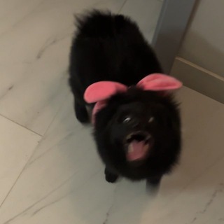 Миша покакал