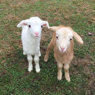 чё по русскому?