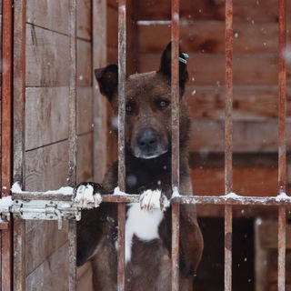 Смертники отлова «Берег» г.Красноярск