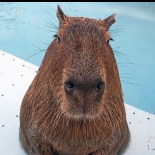 Capybara|Roblox